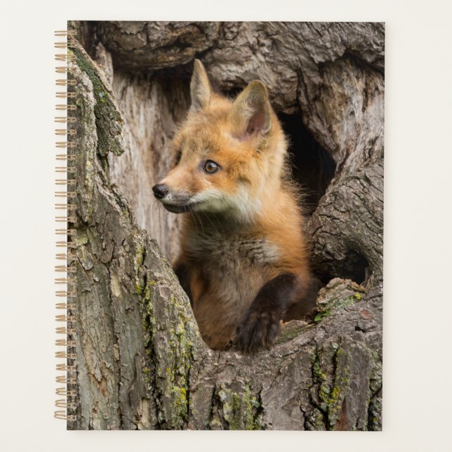 Small Red Fox in a Tree  Hollow Planner (Front)