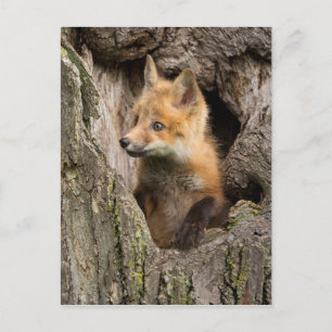 Small Red Fox in a Tree Hollow Postcard