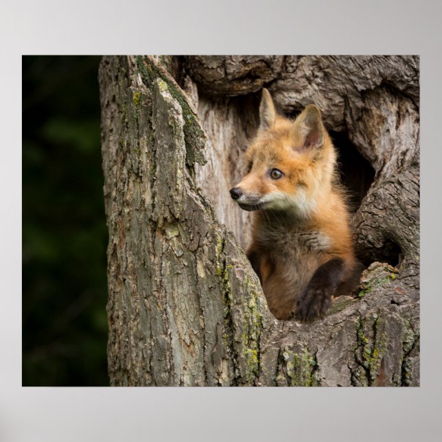 Small Red Fox in a Tree  Hollow Poster (Front)