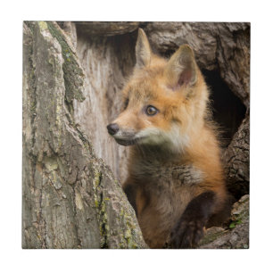 Small Red Fox in a Tree Hollow Tile
