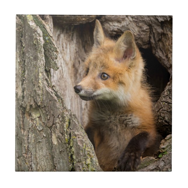 Small Red Fox in a Tree  Hollow Tile (Front)