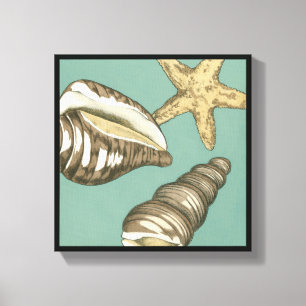 Small Shell Trio on Teal Canvas Print