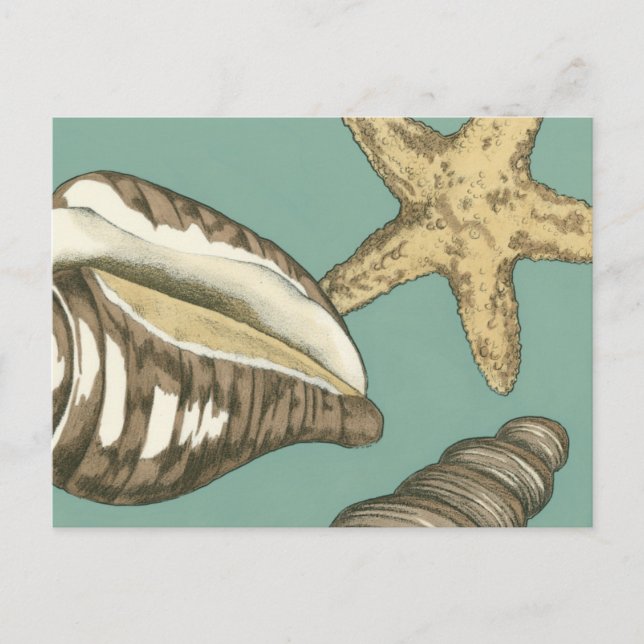 Small Shell Trio on Teal Postcard (Front)