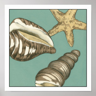 Small Shell Trio on Teal Poster