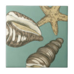 Small Shell Trio on Teal Tile<br><div class="desc">Megan Meagher is known for her simple art pieces. This image captures the simplicity of the seashore's treasures, of a conch shells and a starfish. Meagher encompasses a teal background in her image to contrast these treasures. Get this fine art print today on your Zazzle product today.</div>