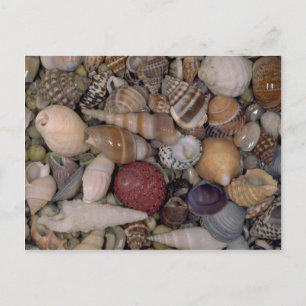 Small shells Shell Postcard