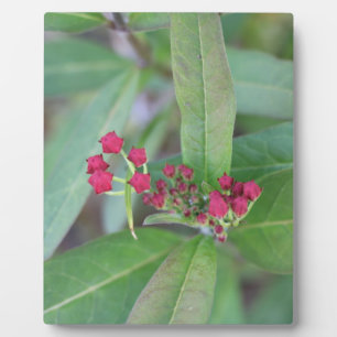 Small Spring Blooms Plaque