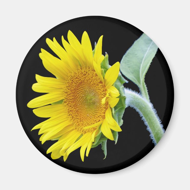 Small Sunflower Magnet (Front)