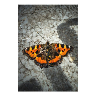 Small Tortoiseshell Butterfly  Photo Print