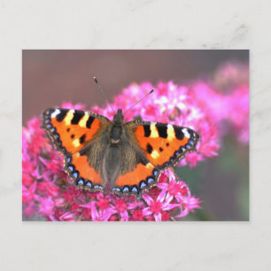 Small tortoiseshell butterfly postcard
