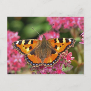 Small tortoiseshell butterfly postcard