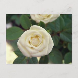 Small White Rose Postcard