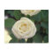 Small White Rose Postcard
