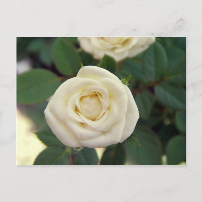 Small White Rose Postcard (Front)