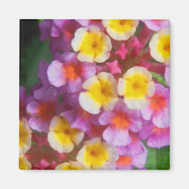 Small Yellow Pink and Purple Tropical Flowers Magnet (Front)