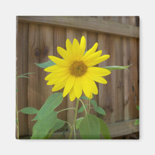 small yellow sunflower against a brown fence magnet