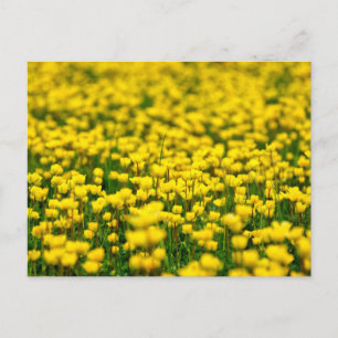 Small Yellow Wild Flowers Field Meadow buttercup Postcard