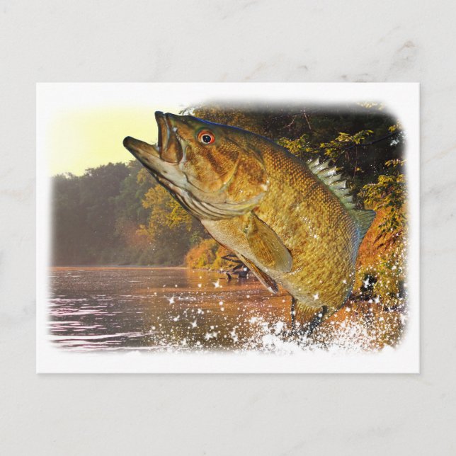 Smallmouth Bass Postcard (Front)