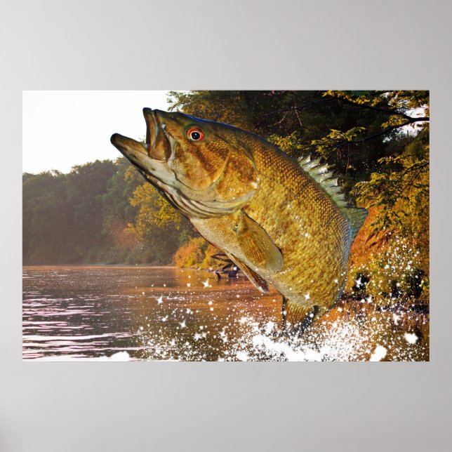 Smallmouth Bass Poster (Front)