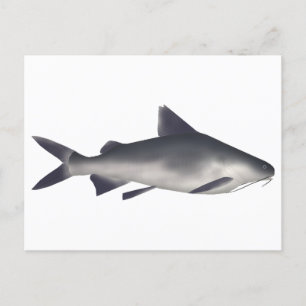 Smalltooth Catfish Postcard