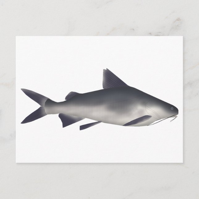 Smalltooth Catfish Postcard (Front)