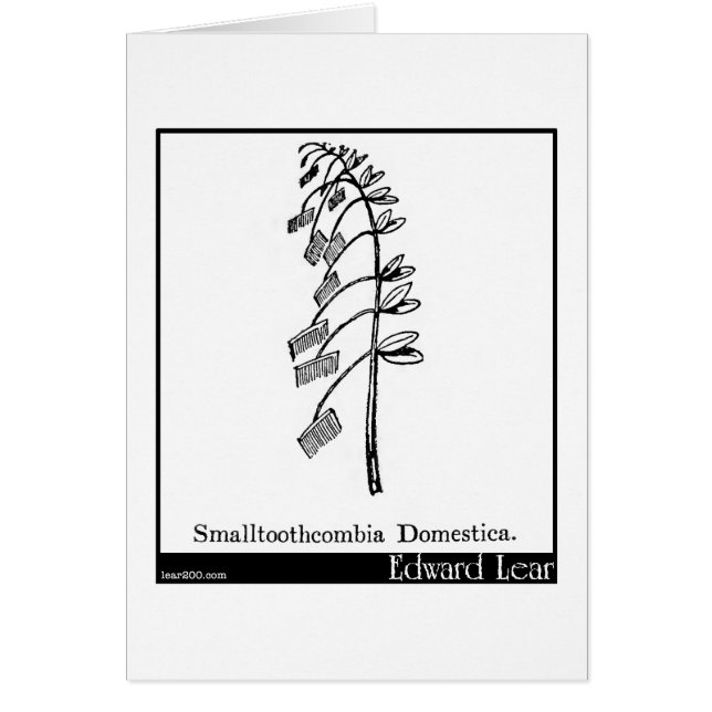 Smalltoothcombia Domestica. (Devant)