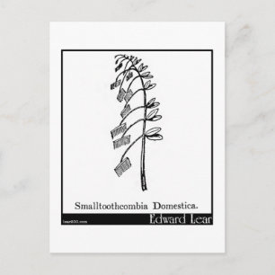 Smalltoothcombia Domestica. Postcard