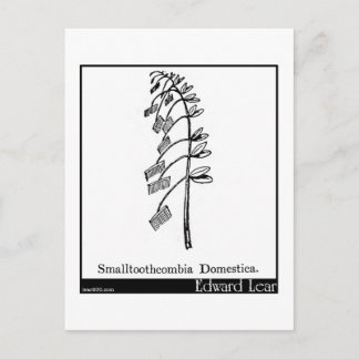 Smalltoothcombia Domestica. Postcard