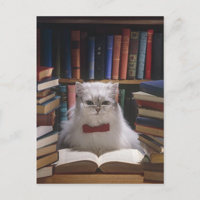 Smart graduation cat announcement postcard (Front)