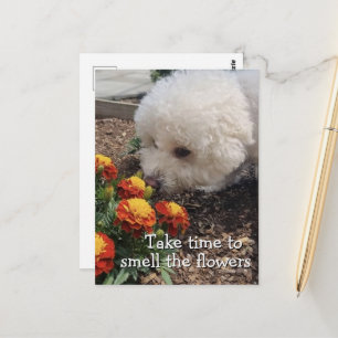 Smell the Flowers Postcard