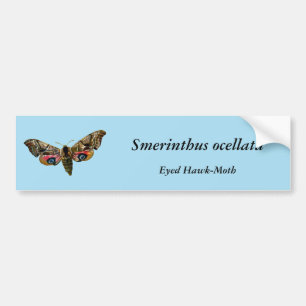 Smerinthus ocellata - Eyed Hawk-Moth - Colour Imag Bumper Sticker