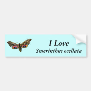 Smerinthus ocellata - Eyed Hawk-Moth - Colour Imag Bumper Sticker