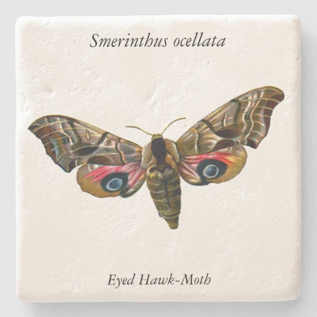 Smerinthus ocellata - Eyed Hawk-Moth - Colour Imag Stone Coaster (Front)