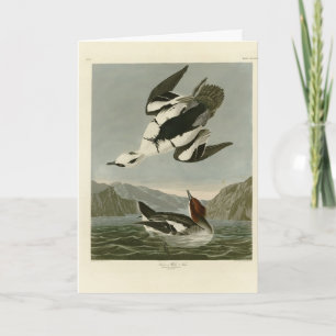 Smew or White Nun, from Audubon's Birds of America Card