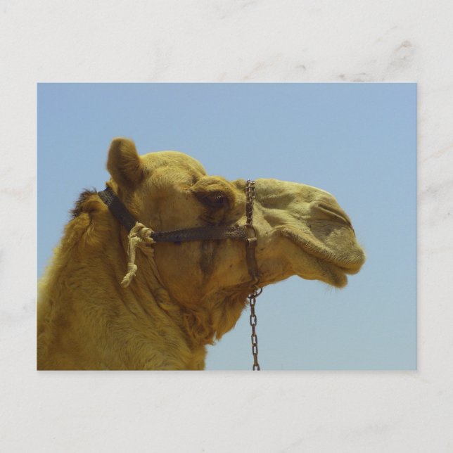 Smile - camel head with blue sky postcard (Front)