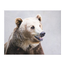 "Smile" Grizzly Bear Wrapped Canvas Stretched Canvas Print
