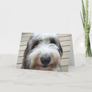 Smile Old English Sheepdog Card
