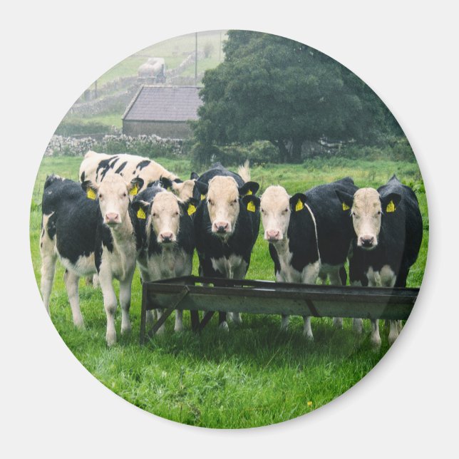 Smile please! Cute cows  Magnet (Front)