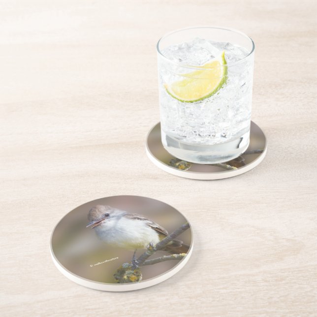 Smiling Ash-Throated Flycatcher on Hawthorn Branch Coaster (Side)