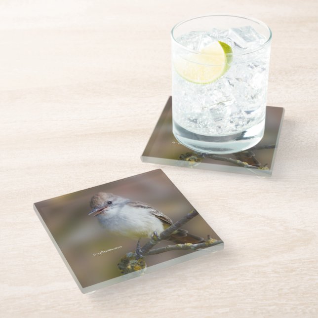 Smiling Ash-Throated Flycatcher on Hawthorn Branch Glass Coaster (Angled)