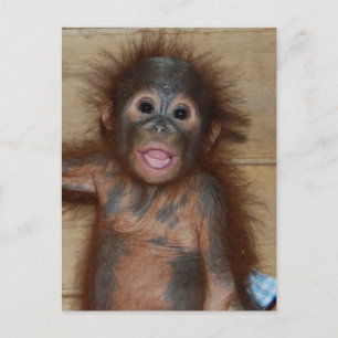 Smiling Baby Orangutan in Diapers Borneo Postcard