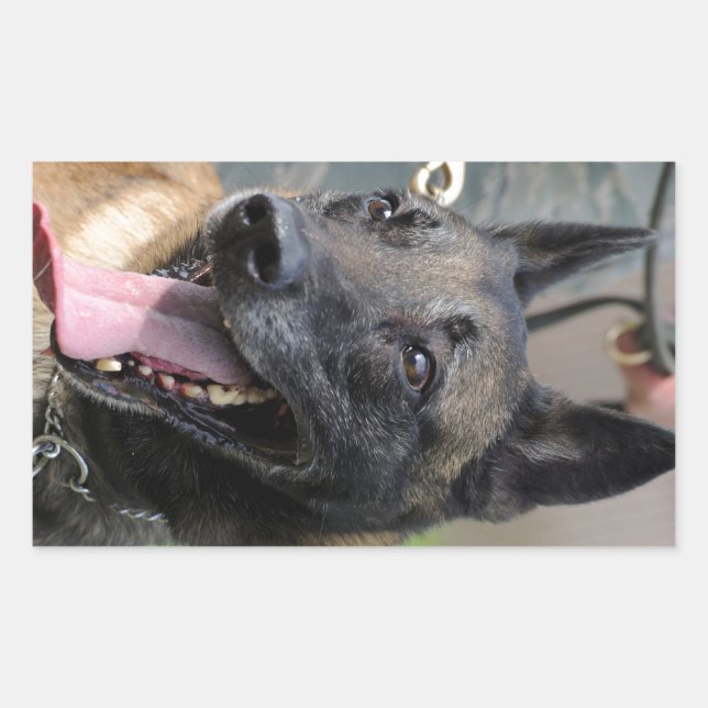 Smiling Belgian Malinois Dog Sticker (Front)