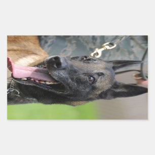 Smiling Belgian Malinois Dog Sticker