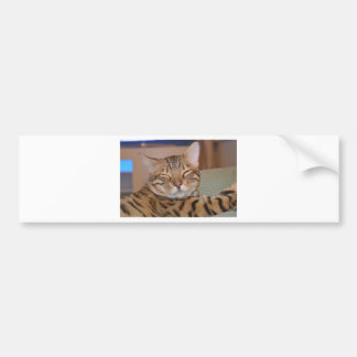 Smiling Bengal Bumper Sticker