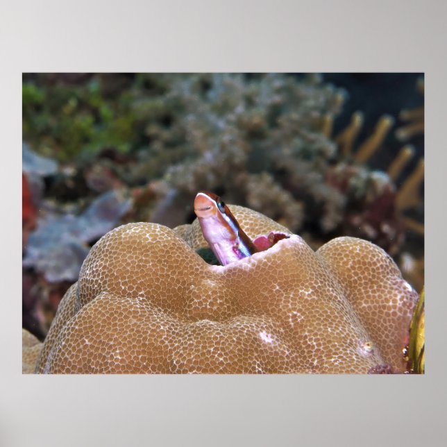 Smiling Blenny Poster (Front)