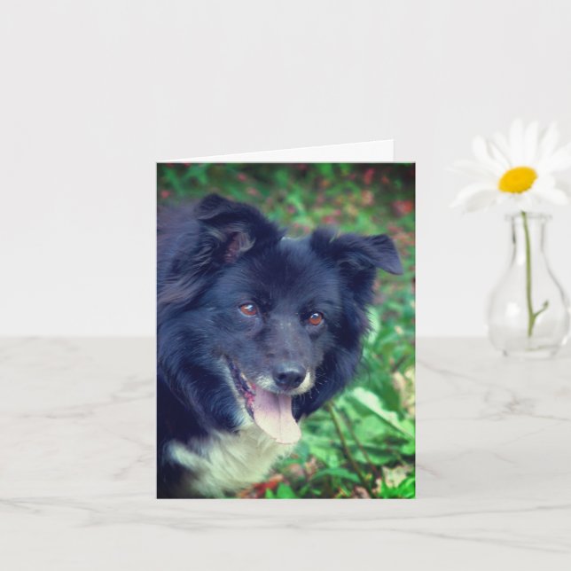 Smiling Border Collie Cute Dog Personalized Note Card (Small Plant)