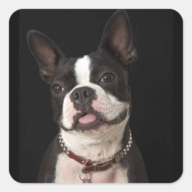 Smiling Boston terrier with collar Square Sticker (Front)