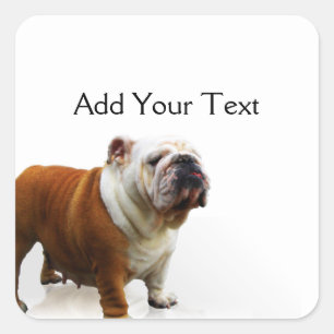 Smiling Bulldog Square Sticker