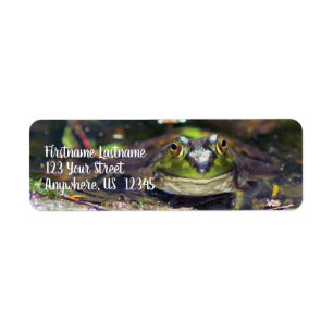 Smiling Bullfrog Animal Address