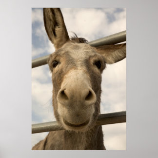Smiling Burro Poster